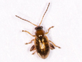 Longitarsus pratensis
